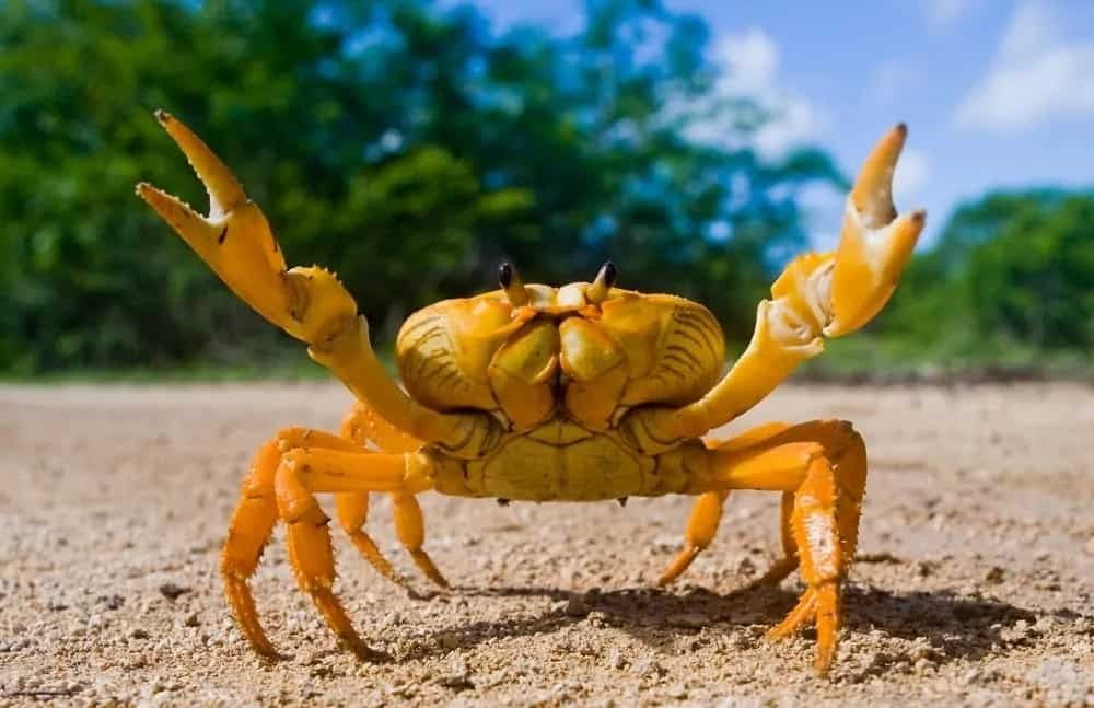 Mơ thấy cua báo điềm gì?
